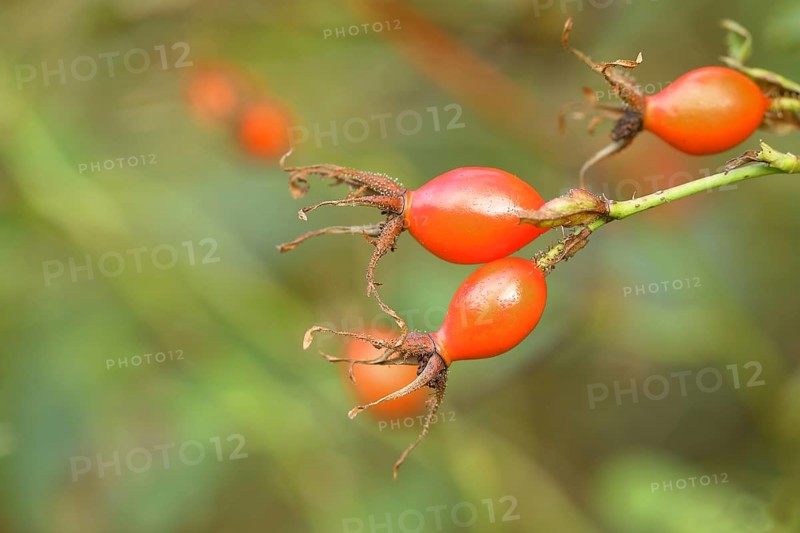 Ripe rosehips of the dog rose