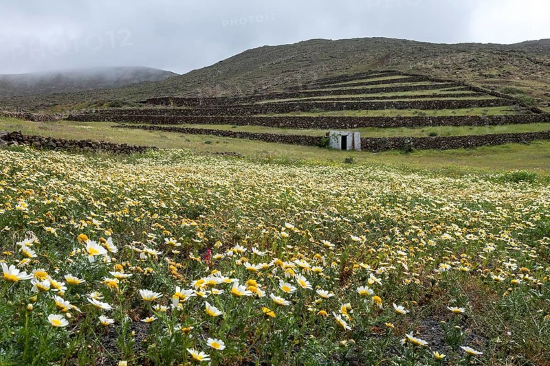 Landscape with corolla flowers