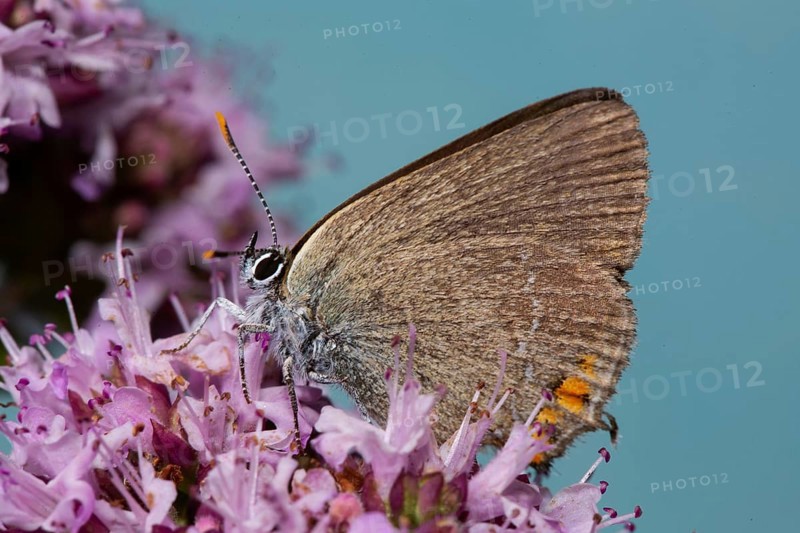Blackthorn butterfly butterfly with closed wings sitting on pink flower looking left against blue sky