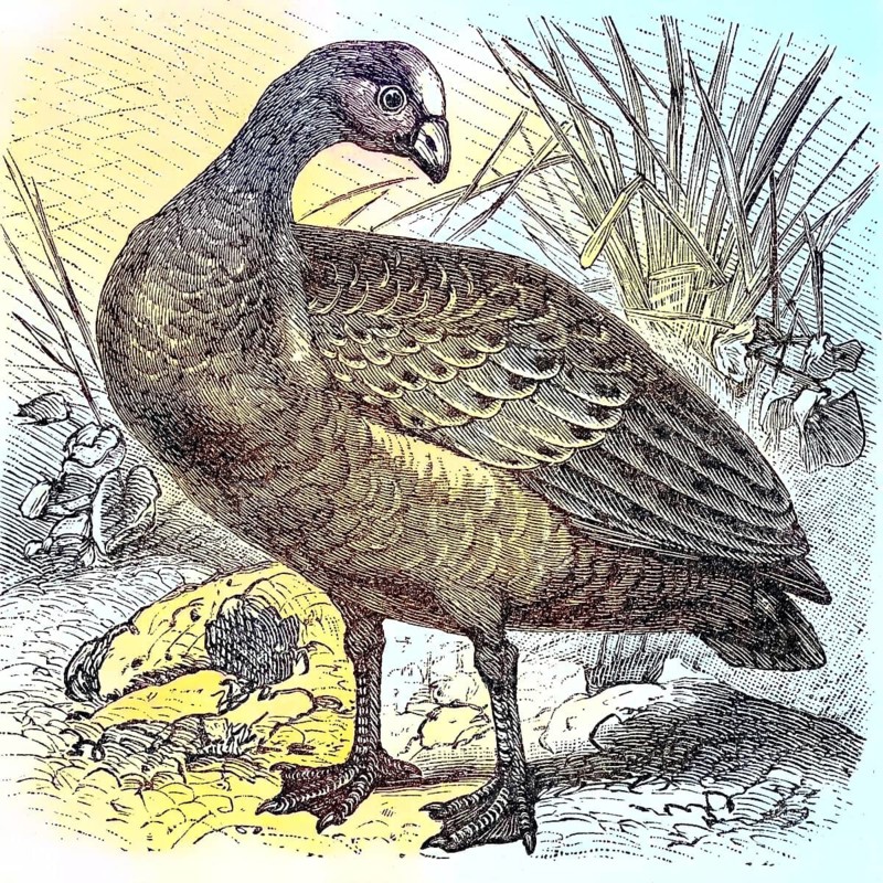 Hen Goose