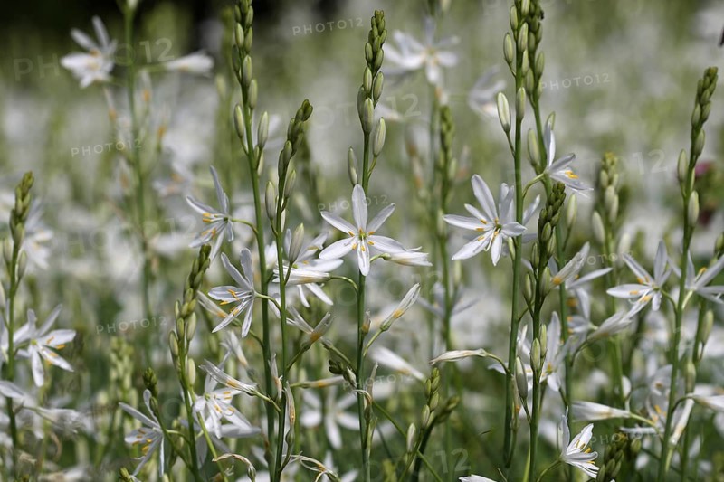 Grass lily
