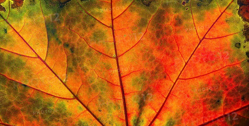 Autumn coloured maple