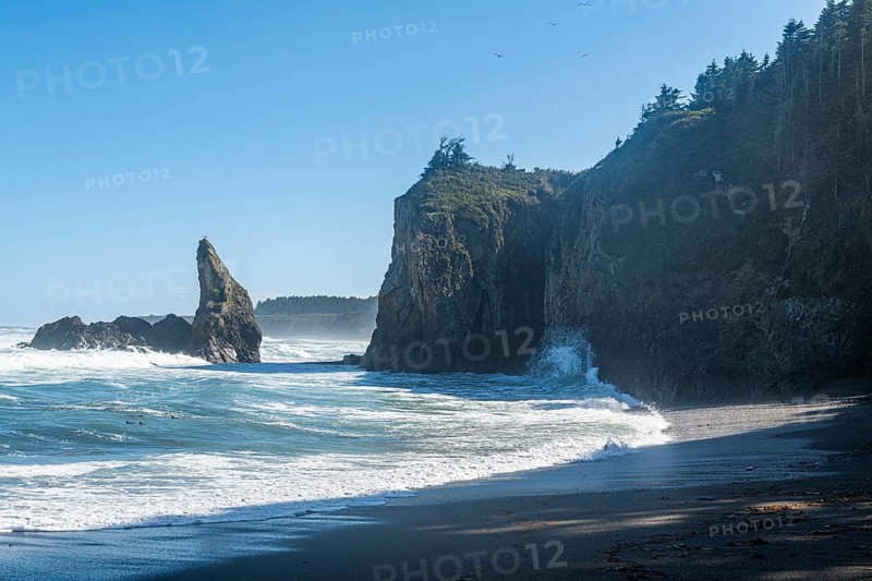 Cape giant