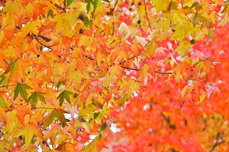 Magnificent amber trees