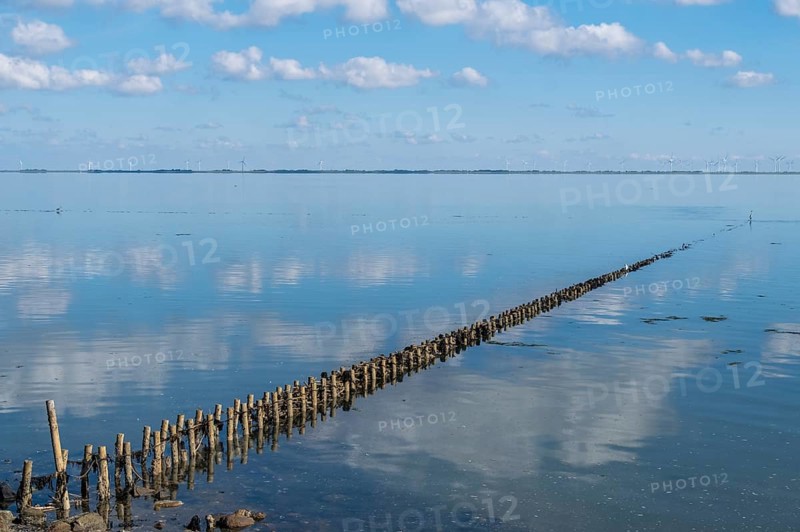 Flax in the Wadden Sea