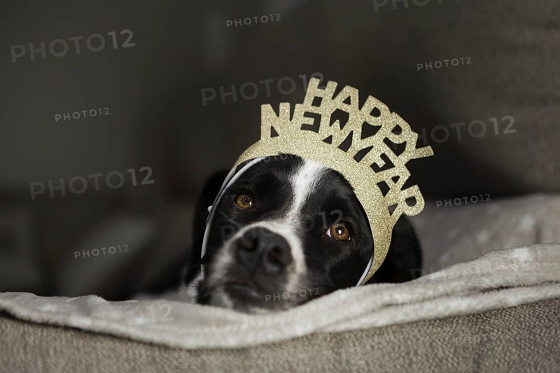 Cute dog with happy new year crown