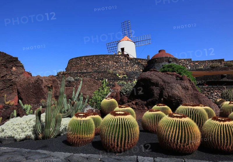 Golden barrel cactus