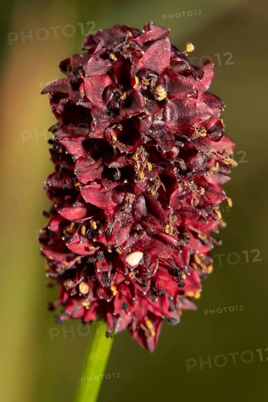 Greater meadow-head red-brown inflorescence