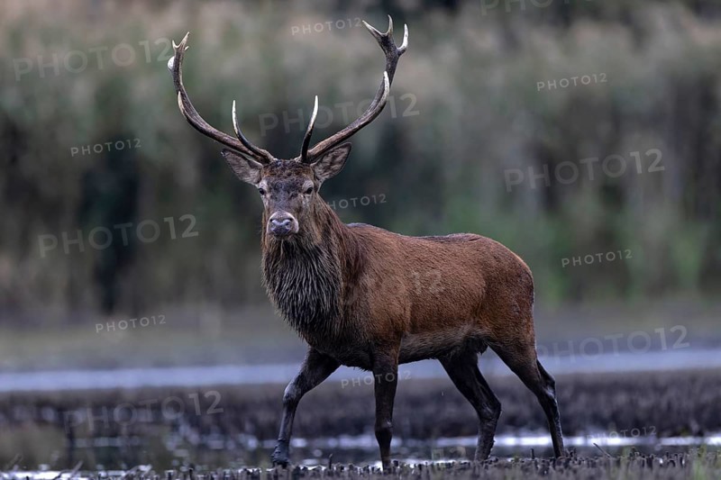 Red deer