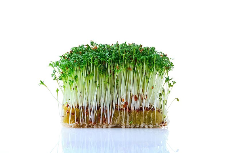 Fresh microgreens. Sprouts of watercress isolated on white background