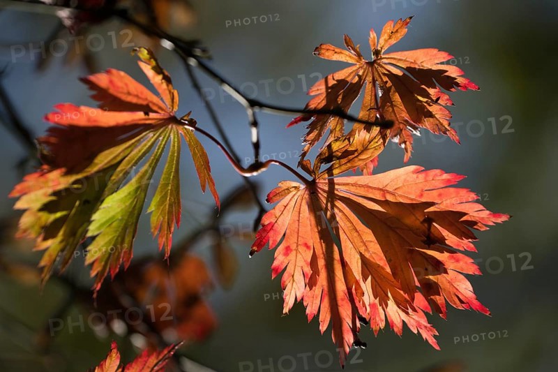 Fullmoon maple