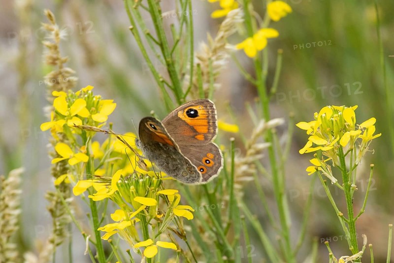 Brown-eyed moth with open wings sitting on yellow flowers