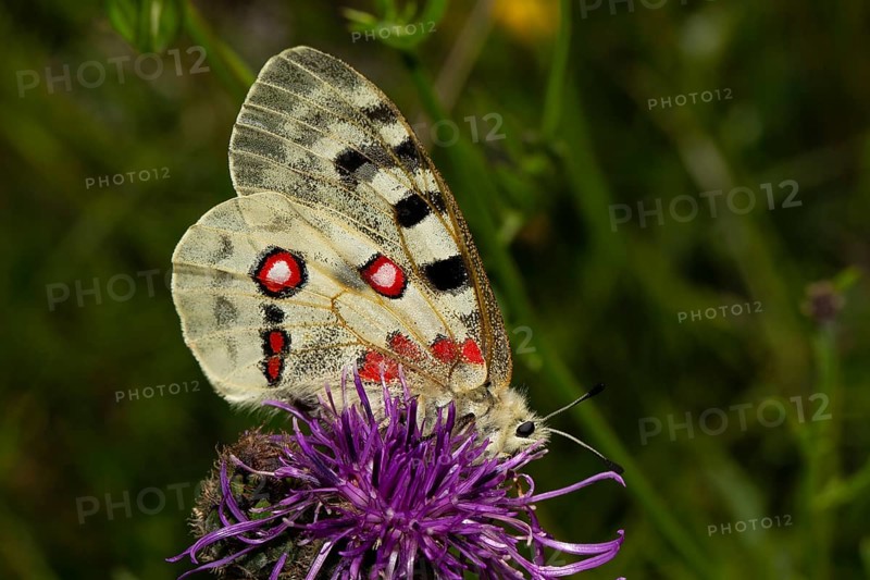 Apollo butterfly with closed wings sitting on purple flower looking right