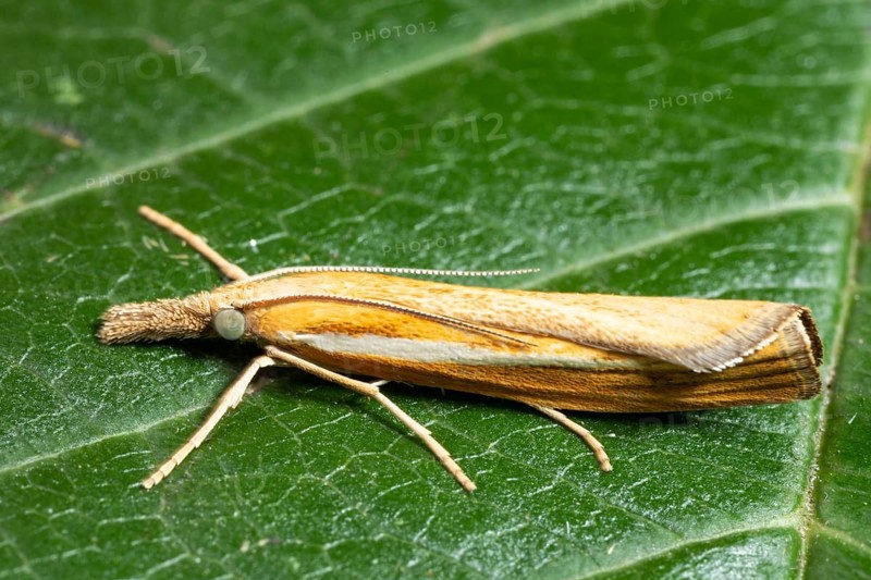 Striped grass borer butterfly with closed wings sitting on green leaf looking left