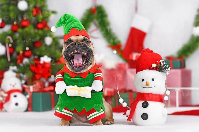 French Bulldog dog wearing Christmas elf costume with mouth wide open
