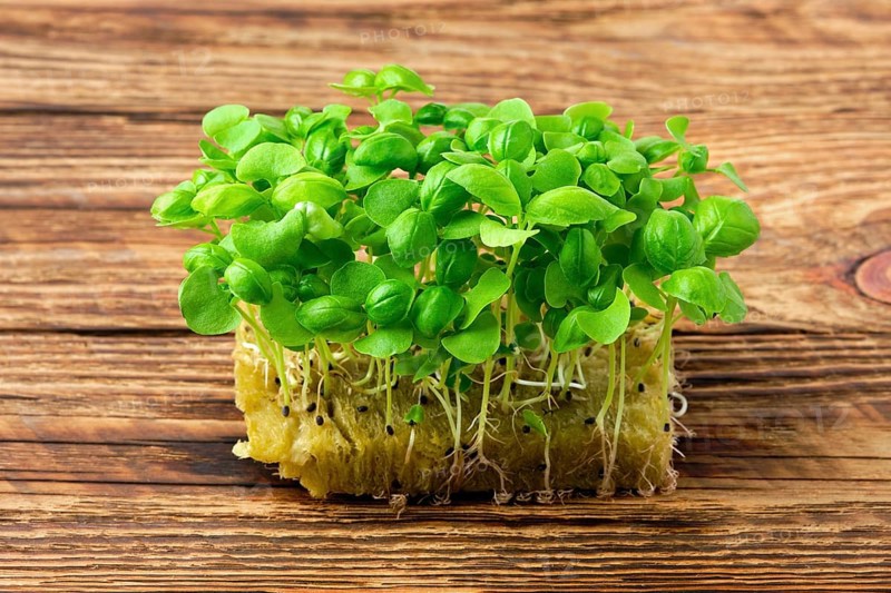 Fresh microgreens. Sprouts of green basil on wooden background