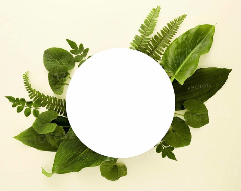 Flat lay assortment leaves with copy space