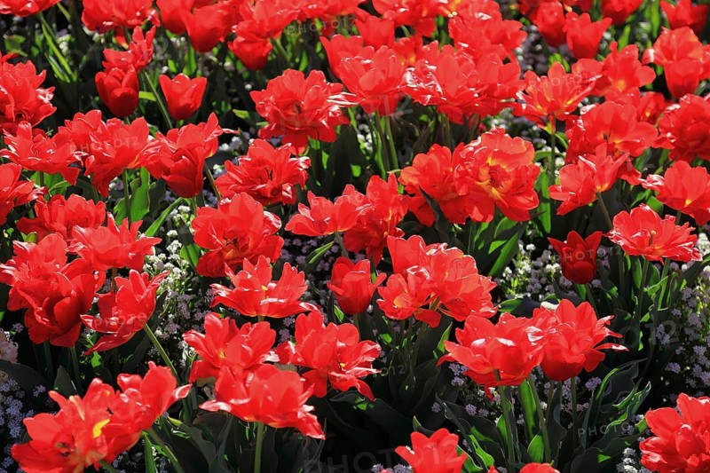 Many red tulips in one area