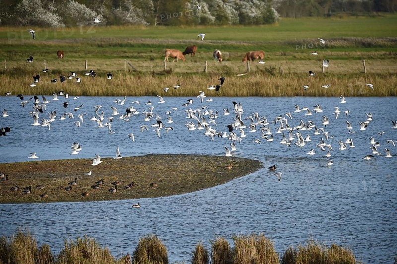 Young black-headed gulls