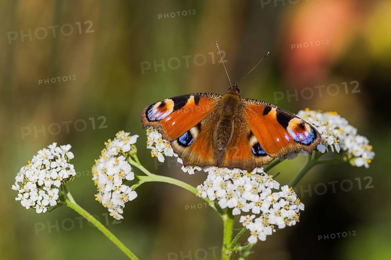 European peacock