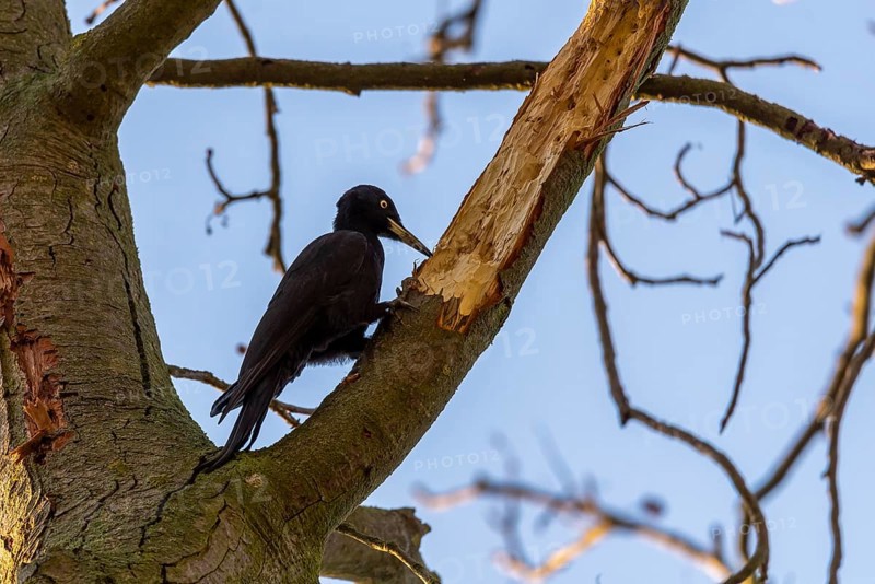 Black Woodpecker