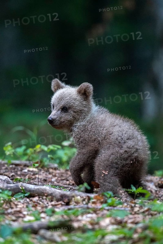 European brown bear