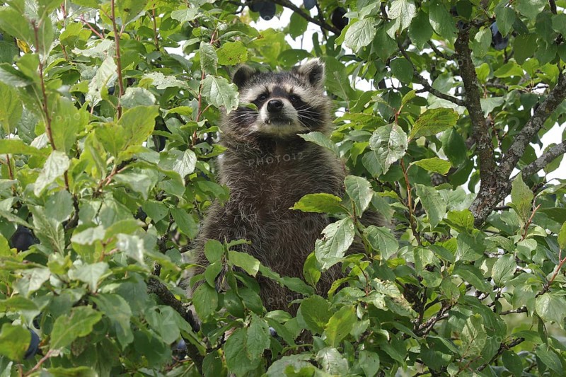 Raccoon