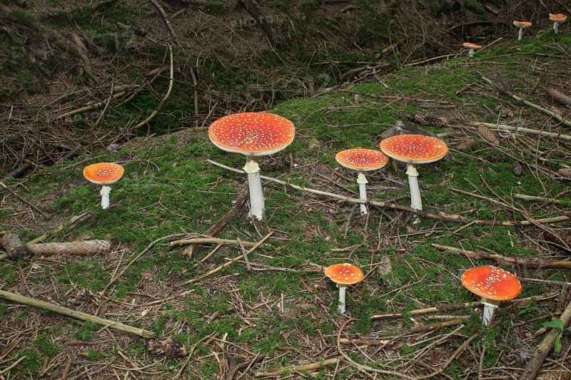 Fly agaric