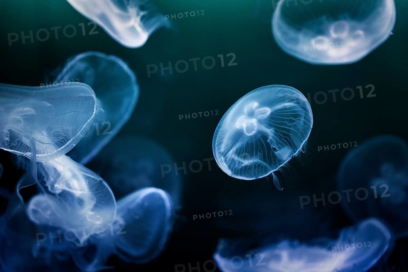 Several jellyfish