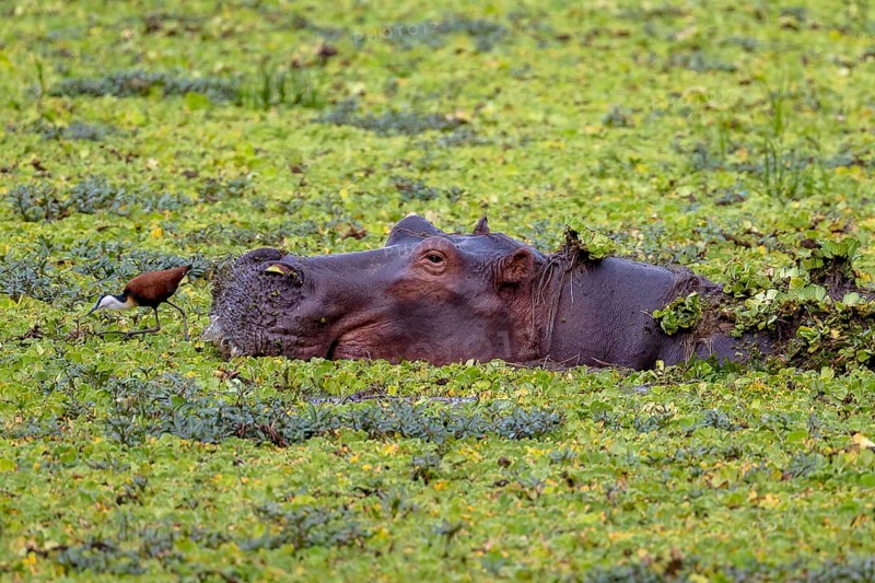 Hippopotamus