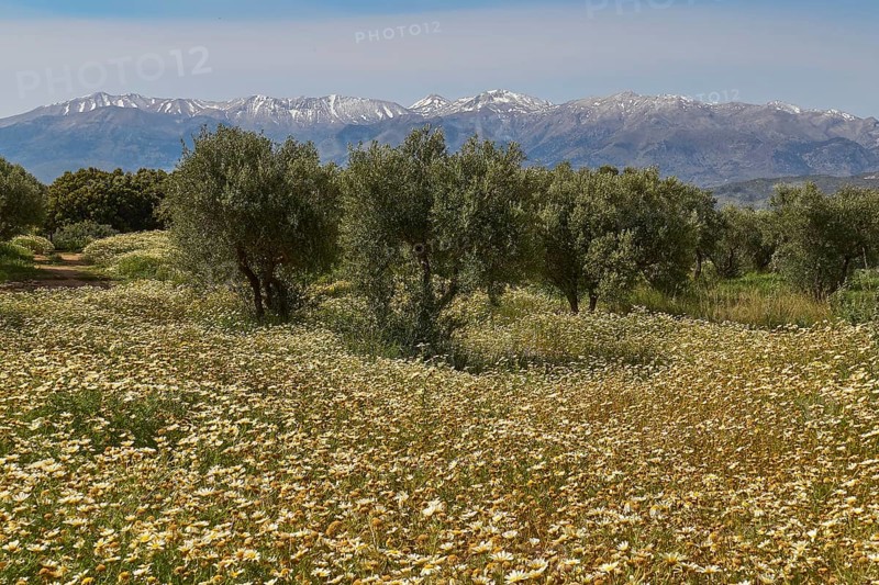 Aptera