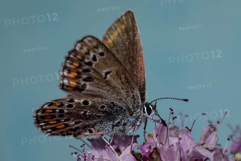 Reverdin's blue with half-open wings sitting on pink flowers seen right against blue sky
