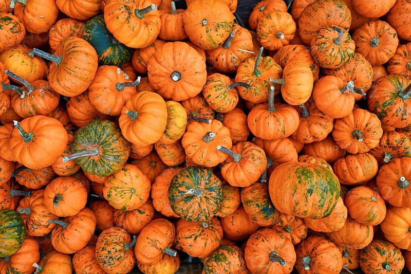 Many small orange 'Jack Be Little' pumpkins