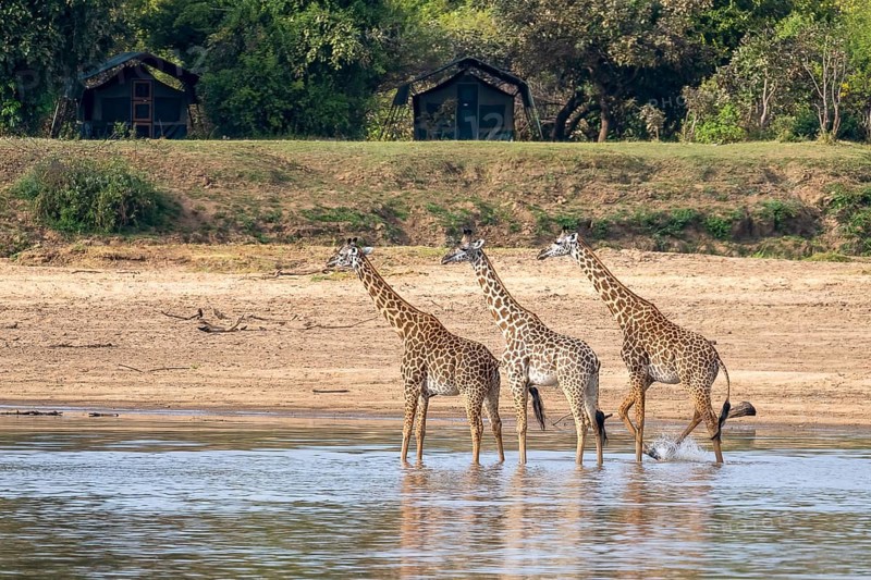 Rhodesian giraffe