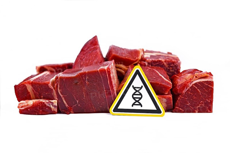 Concept for genetically modified meat for human consumption