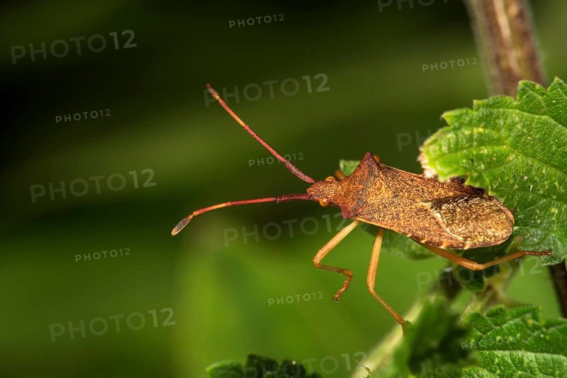 Marginal bug