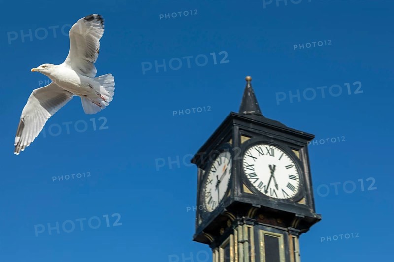 Seagull