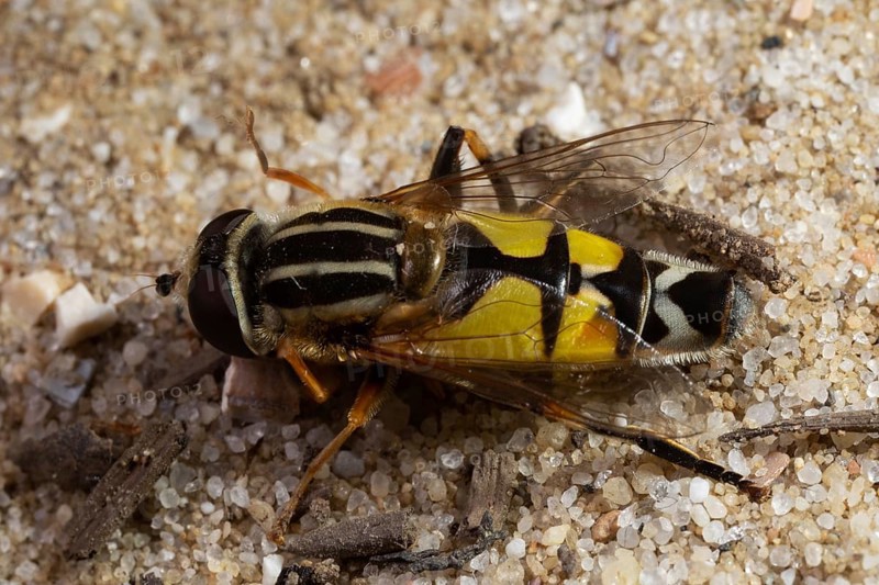 Large marsh hoverfly sitting on sandy bottom seen on left side