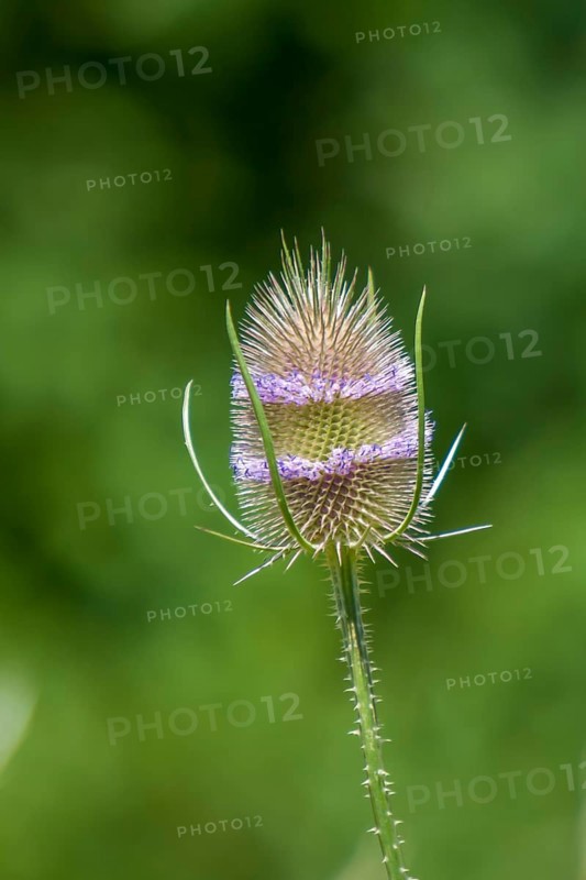 Wild cardoon