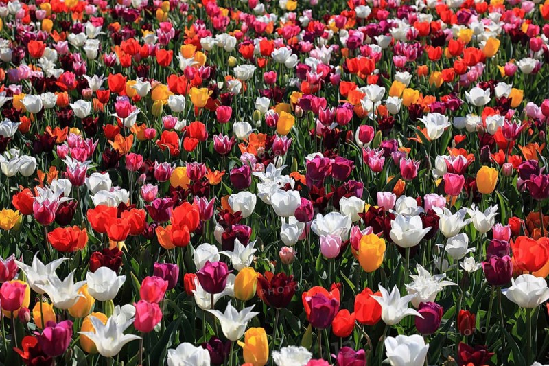 Many colourful tulips in one area