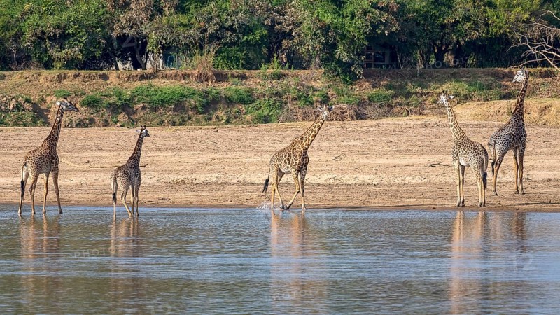 Rhodesian giraffe
