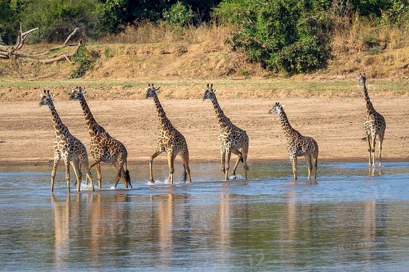 Rhodesian giraffe