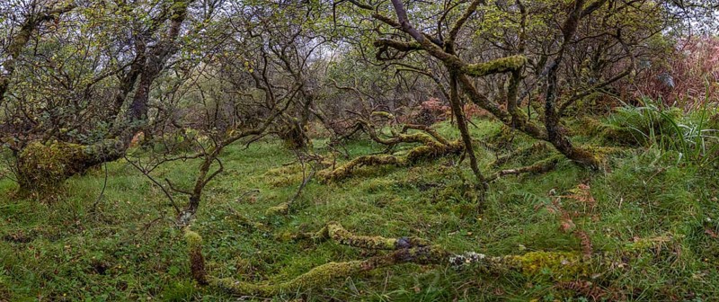 Forest with ferns in autumn