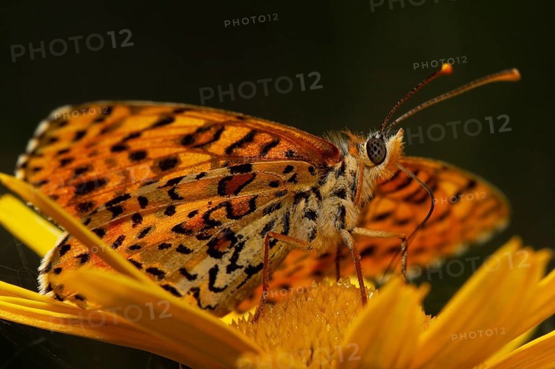 Red fritillary butterfly butterfly with open wings sitting on yellow flower seen on right side