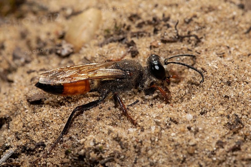 Grasshopper sand wasp seen on sandy soil on the right
