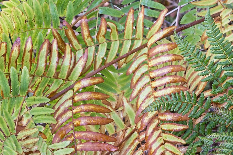 Royal fern