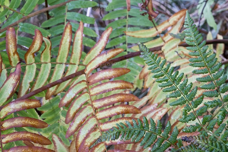 Royal fern
