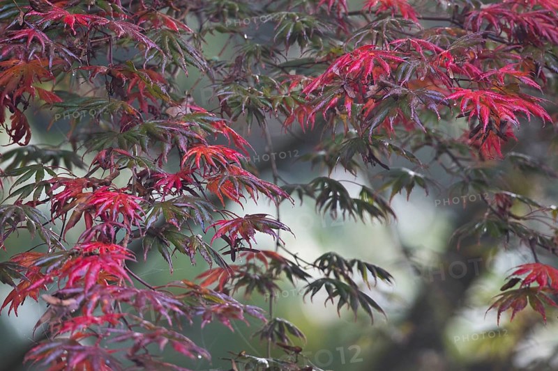 Japanese fan maple