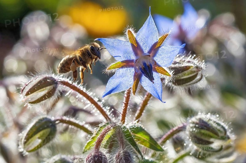 Wild bee