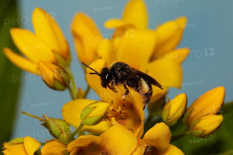 Alluvial Thigh Bee sitting on yellow flowers left looking against blue sky